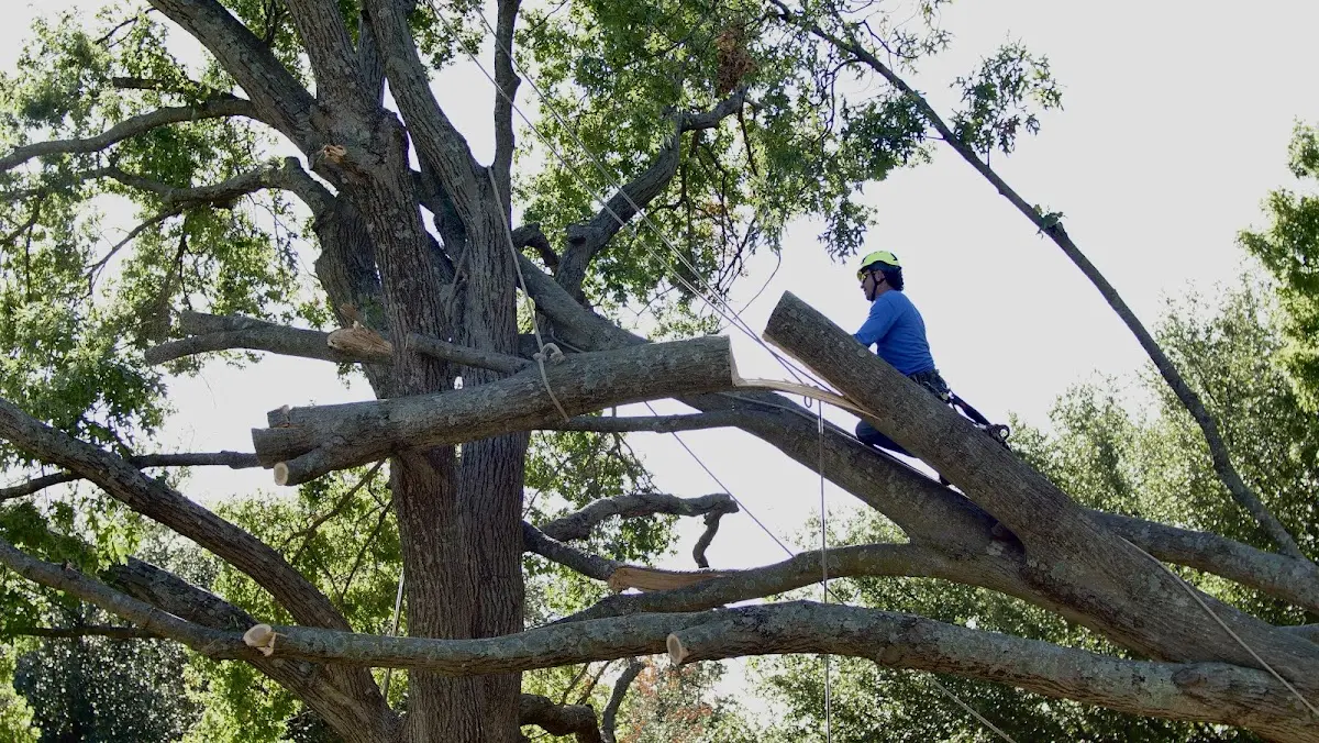 Professional Crown Thinning performed by certified arborists in Saint Johns